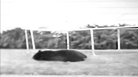 Bear bounces on trampoline