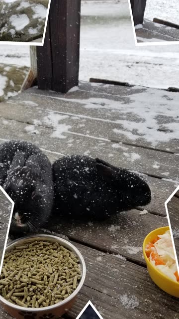 Happy belated 4th Birthday to Luna Moona!!!! #SparklegleamFarm #Luna #homestead #lunaMoona #dog