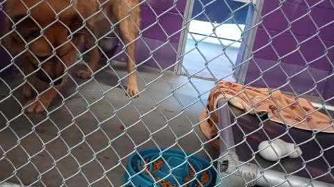 Karlo Gus 4y Pet Id 948033 kennel 19 HSSAZ shelter kept spicy, now&again gave big biscuit20250801335