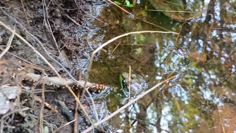 Bullfrog