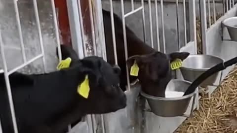 LIFE IN FARM