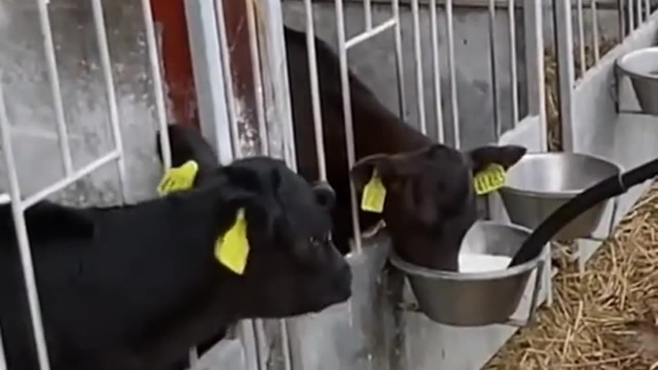 LIFE IN FARM