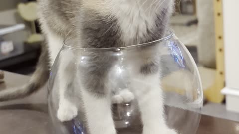 Kitten Breaks a Glass Bowl