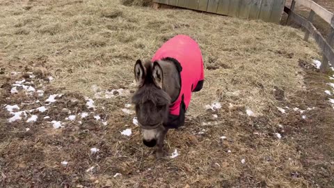 Lordy agrees this is the only Fern that really matters around here. But we’re still ready for Winter