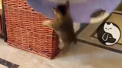 Cute funny cats