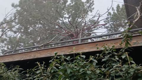 Cheyenne Mountain Zoo Part 21