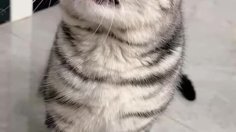 Don’t Disturb Me — My Cat’s Mood Says It All! 🐱😼