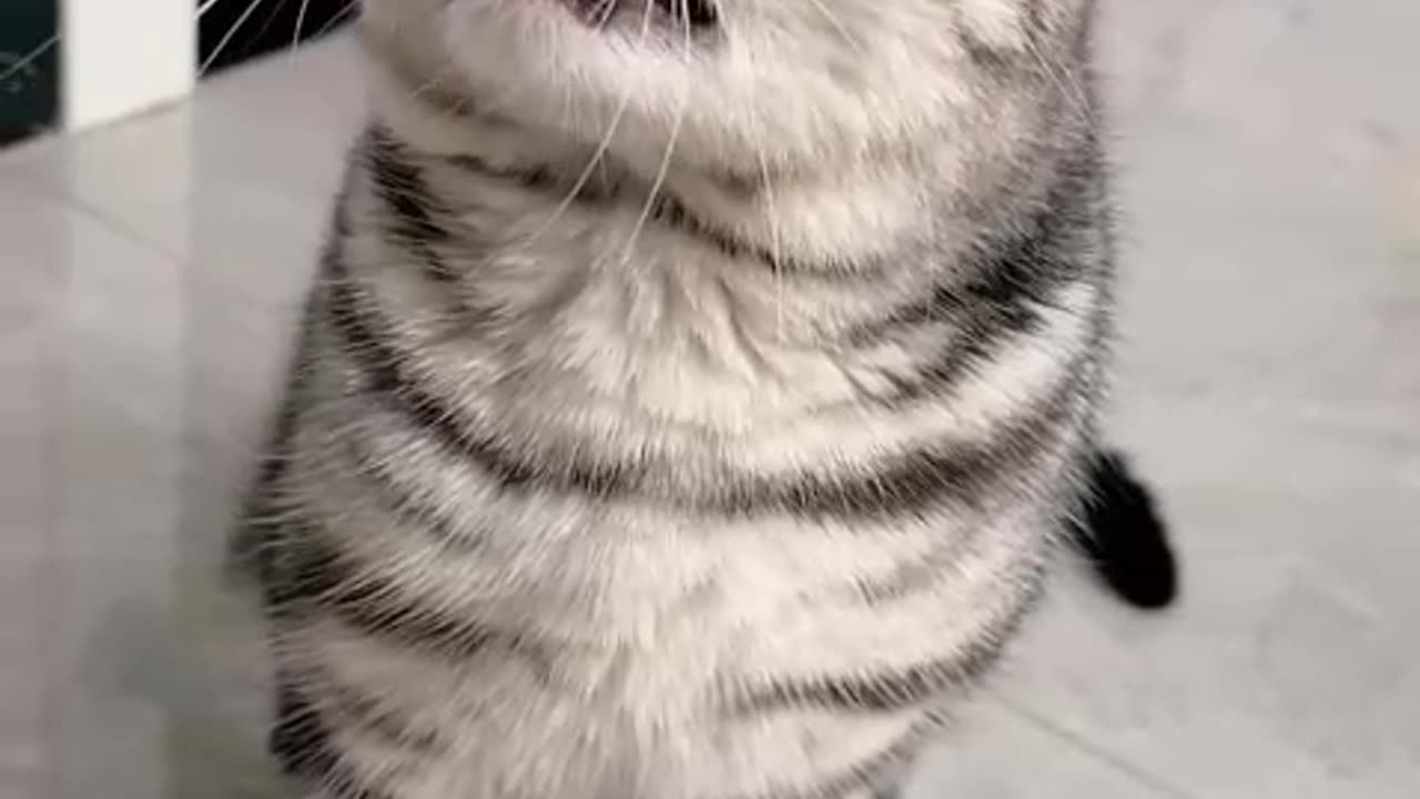 Don’t Disturb Me — My Cat’s Mood Says It All! 🐱😼