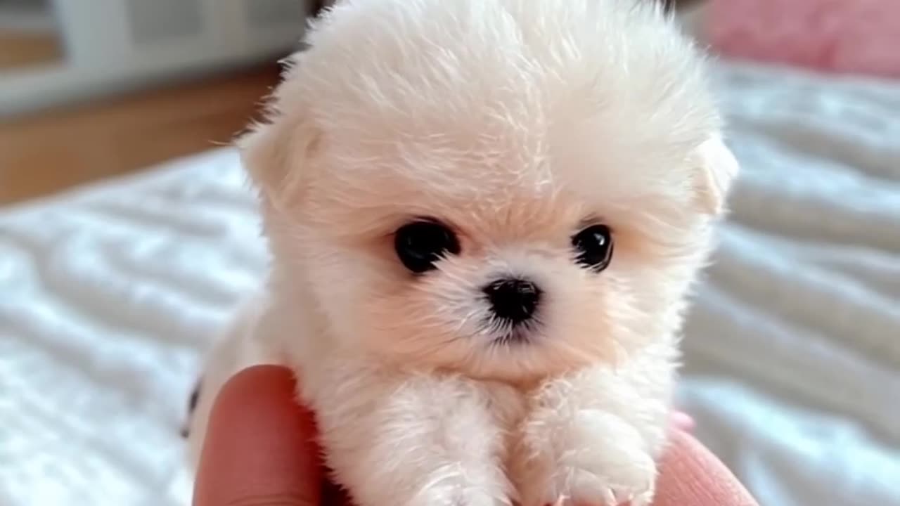 Cute mini puppy