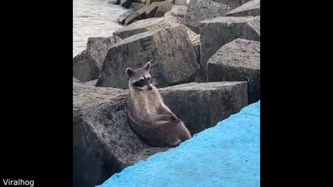 Funniest Animal Video (Part 2)