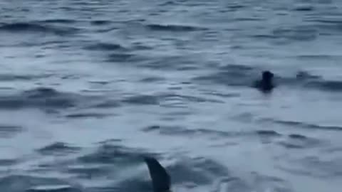 A shark was spotted swimming super close to the shore in Miami 🦈
