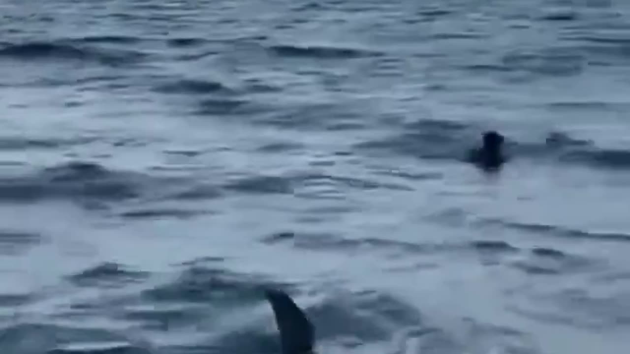 A shark was spotted swimming super close to the shore in Miami 🦈