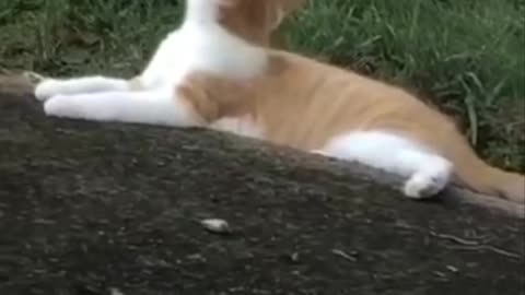 Cute cats