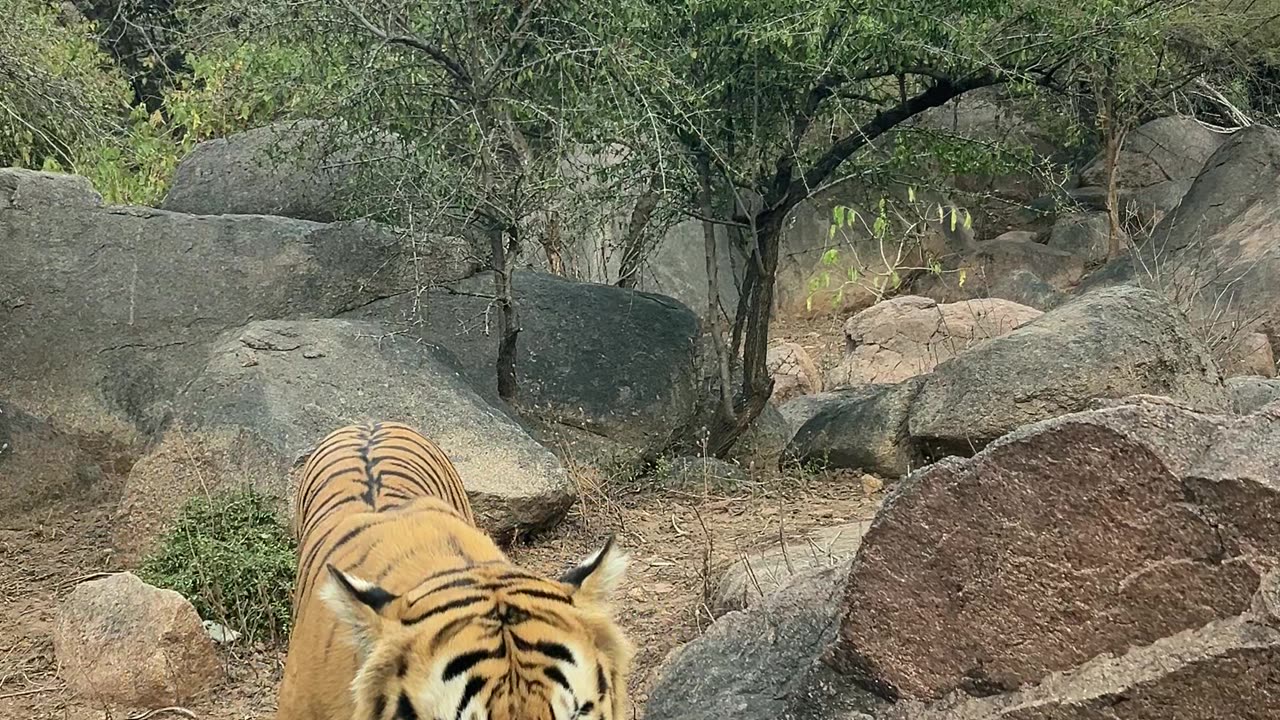 Tiger 🐅🐯🐯🐯 with us