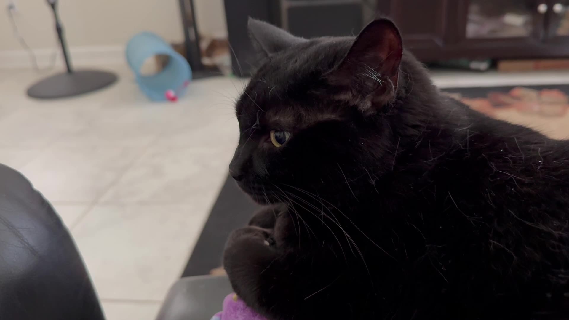 Cute Precious Piper is a Lap Sitter - Adopting a Cat from a Shelter Vlog