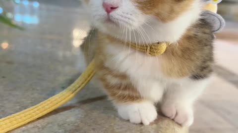 Cute baby kitten