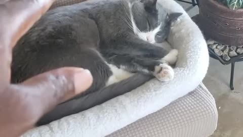 Environmental Energy transmutation and healing on my Cat.