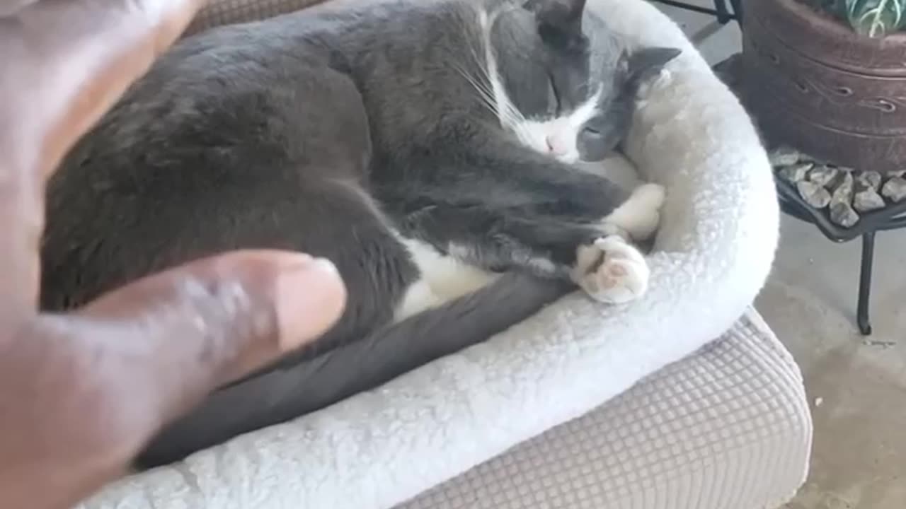 Environmental Energy transmutation and healing on my Cat.
