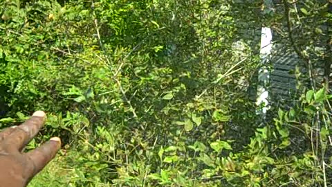 OAKFIELD PART st the shea show