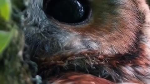 Whooooo