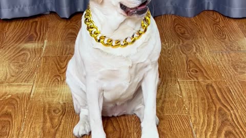 狗狗：你等会，一点都不公平！？Dog: Wait, that's not fair at all!