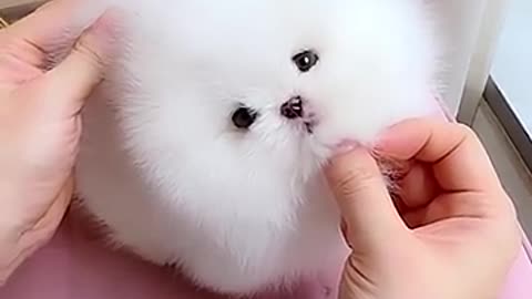 Ah! I faintes because it was so cute!!! A cute puppy.😆❣️❣️