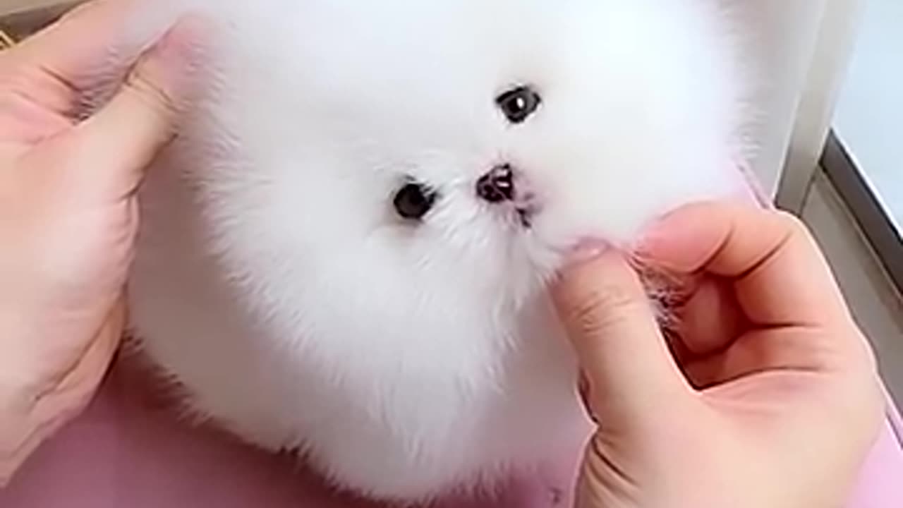 Ah! I faintes because it was so cute!!! A cute puppy.😆❣️❣️
