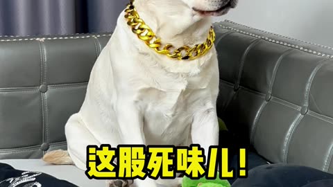狗狗：臭死了！！！Dog: It stinks! ！ ！