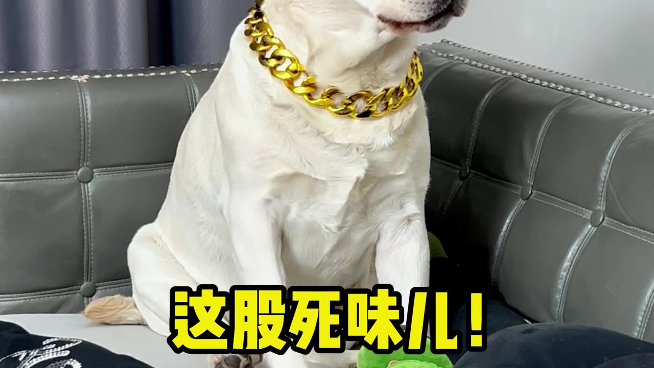 狗狗：臭死了！！！Dog: It stinks! ！ ！