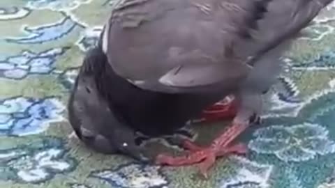 Prayer of pigeon in Khana Kaba کبوتر خانہ کعبہ میں سجدہ ریز