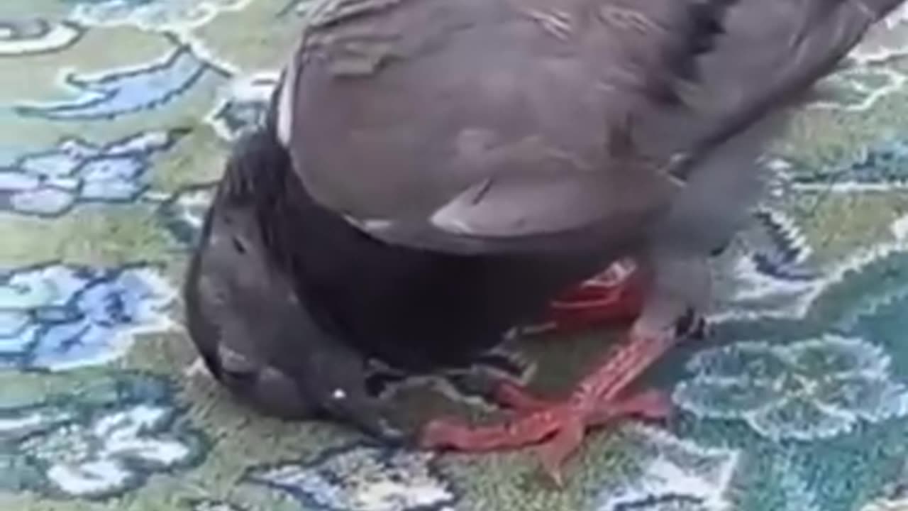 Prayer of pigeon in Khana Kaba کبوتر خانہ کعبہ میں سجدہ ریز