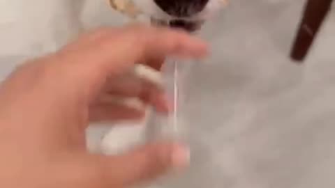 Dog's eating 🤣🤣