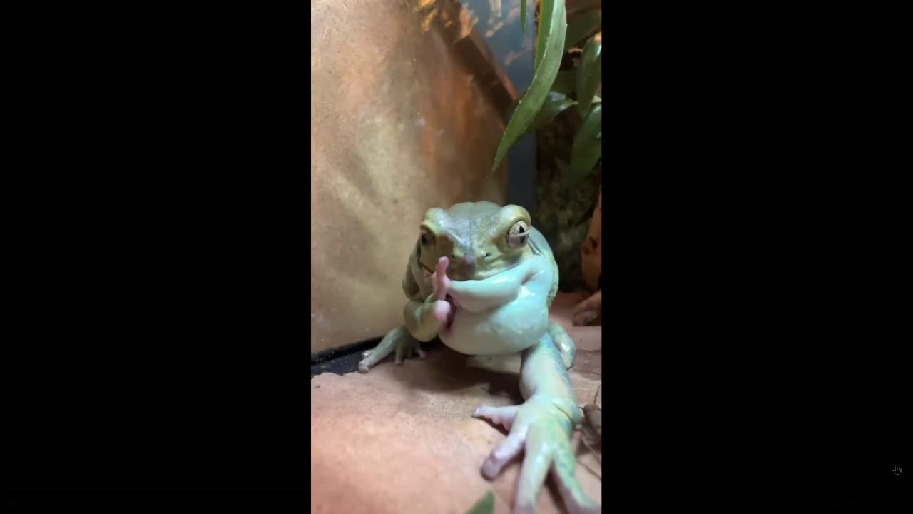 What's up with this guy? Waxy monkey tree frog vs Cricket, is it drunk?