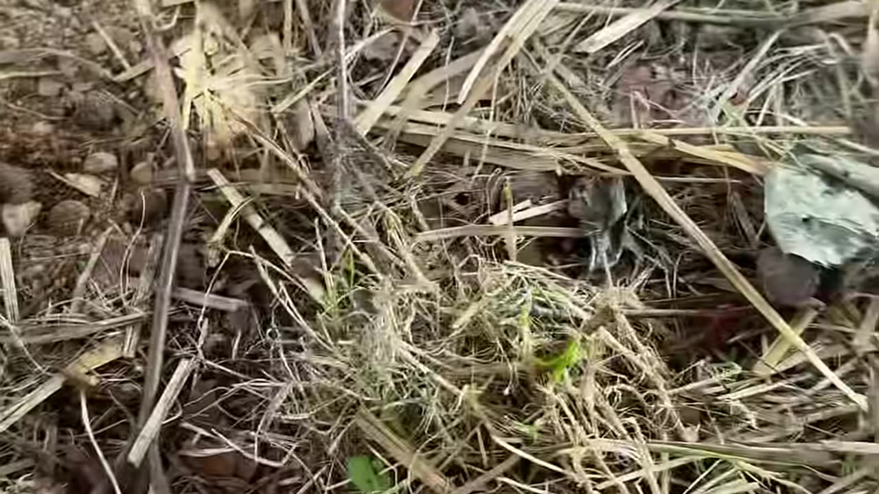 Bebisarna ute o rör på sig :)