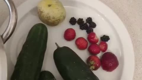 My husband’s been sneaking cucumbers straight off the plant!