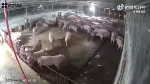 This is how you wake up pigs... effectively