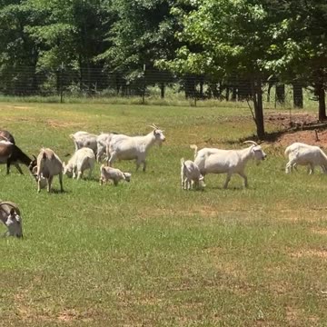 It's a Good Day to Be a Goat!