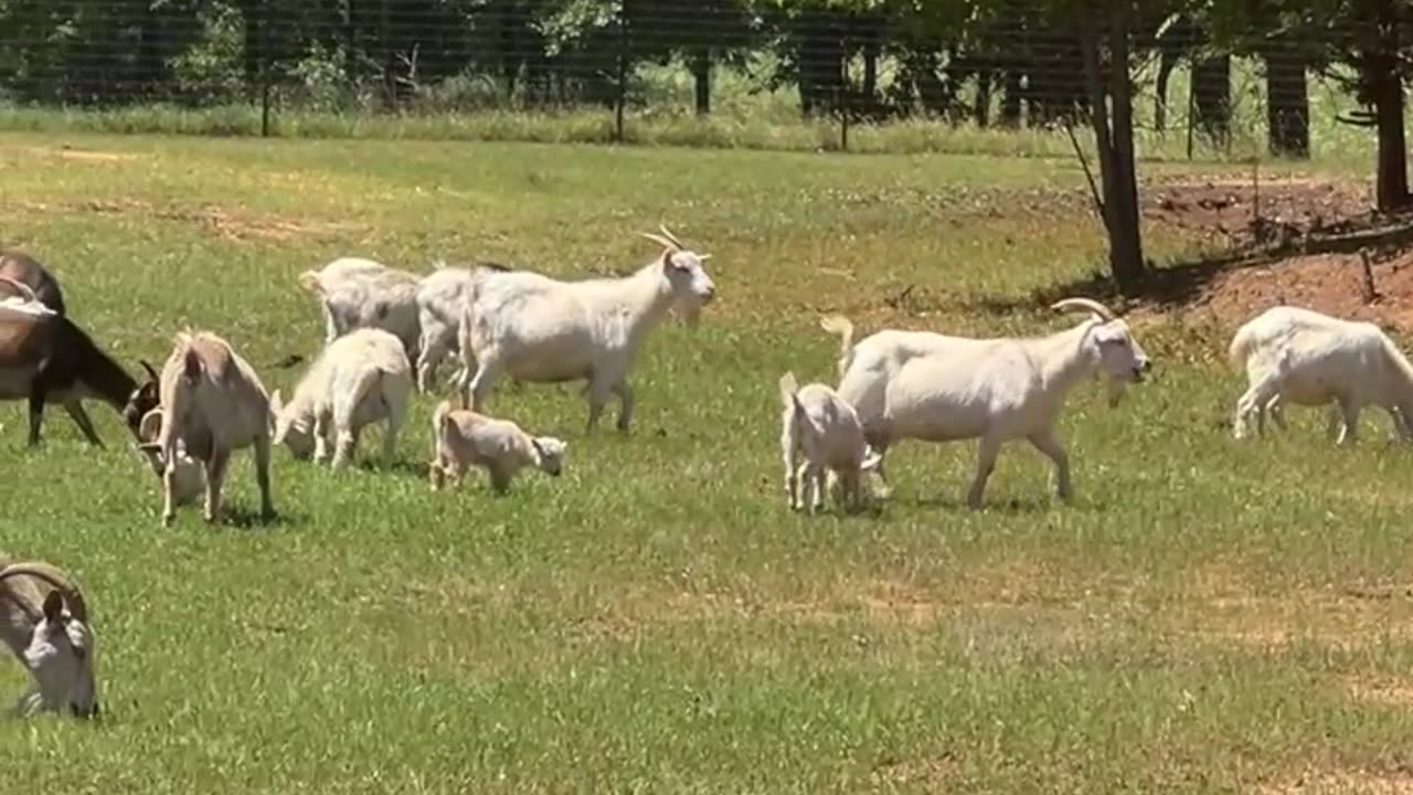 It's a Good Day to Be a Goat!