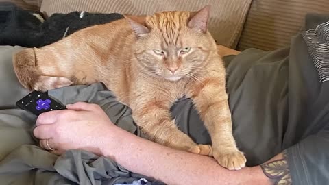 Who needs a dog when you’ve got a guard cat