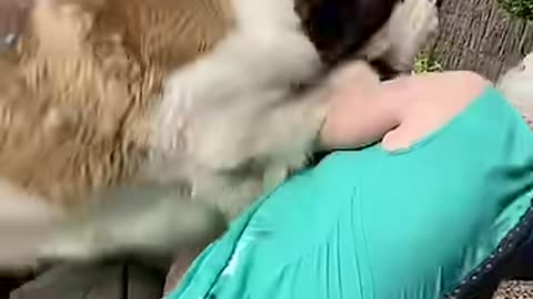 FUNNIEST animals