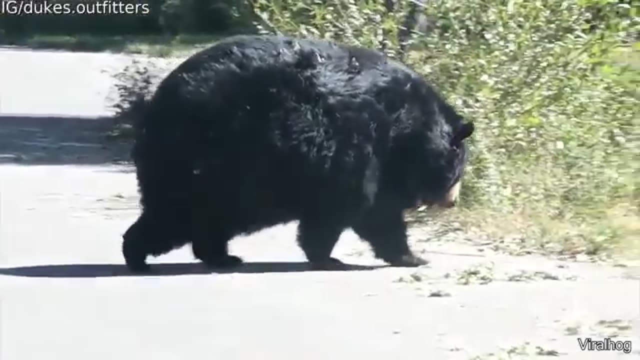 Funny Videos