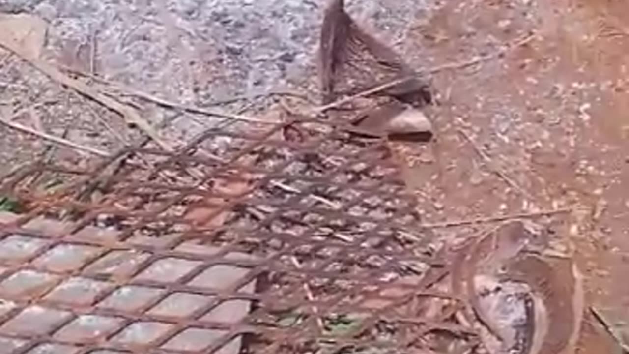 What will You Call This meat?