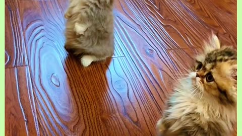 Cutest cat