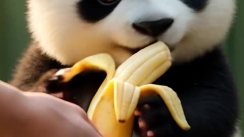 🍌 🐼 Molo Banana Madness! Don’t Eat So Fast #shahpublishing #molothepanda #cutepanda #cute #pets