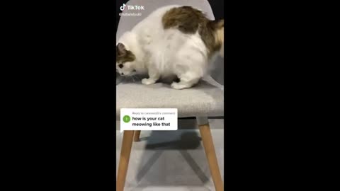 Ultimate Funny Animal Fails 😂 | Try Not to Laugh!