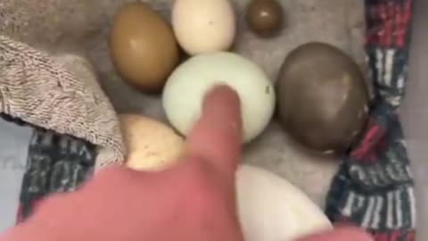 The different in the size of eggs
