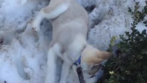 Marley the Siberian Husky Husky _ Joe Winko (Mar 12th 2015)