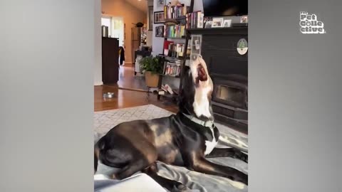 HILARIOUS Dogs Being Weird 🤪 - 60 Minutes Of Funny Dog Videos