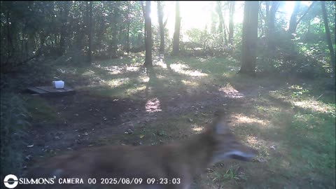 Backyard Trail Cams - Coyote Close Up Wadsworth, OH