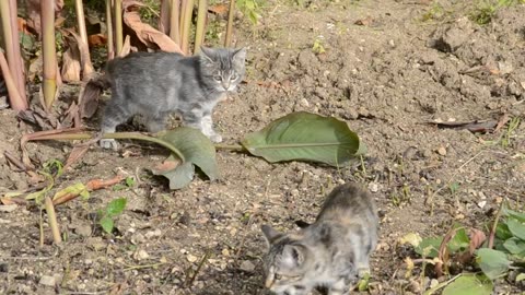 Kittens playing with a leaf 2